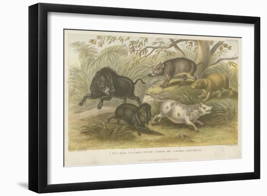 Pigs-null-Framed Giclee Print