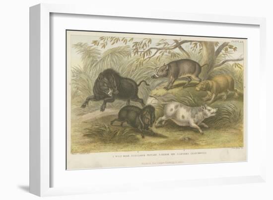 Pigs-null-Framed Giclee Print