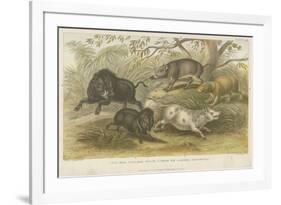 Pigs-null-Framed Giclee Print