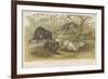 Pigs-null-Framed Giclee Print