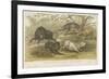 Pigs-null-Framed Giclee Print