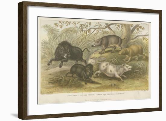 Pigs-null-Framed Giclee Print