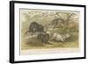 Pigs-null-Framed Giclee Print