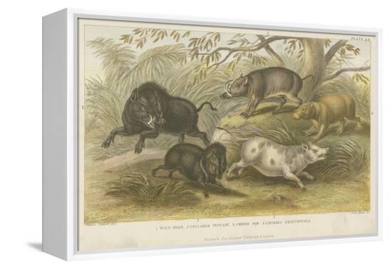 Stretched Canvas Print, , large