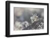 Pika, at his lookout-Ken Archer-Framed Photographic Print
