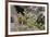 Pika bringing vegetation to Hay pile, in Bridger National Forest, Wyoming, USA, July-Jeff Foott-Framed Photographic Print