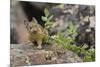 Pika bringing vegetation to Hay pile, in Bridger National Forest, Wyoming, USA, July-Jeff Foott-Mounted Photographic Print