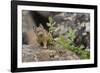 Pika bringing vegetation to Hay pile, in Bridger National Forest, Wyoming, USA, July-Jeff Foott-Framed Photographic Print