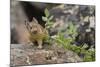 Pika bringing vegetation to Hay pile, in Bridger National Forest, Wyoming, USA, July-Jeff Foott-Mounted Photographic Print