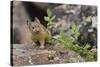 Pika bringing vegetation to Hay pile, in Bridger National Forest, Wyoming, USA, July-Jeff Foott-Stretched Canvas