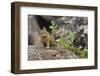 Pika bringing vegetation to Hay pile, in Bridger National Forest, Wyoming, USA, July-Jeff Foott-Framed Photographic Print