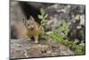 Pika bringing vegetation to Hay pile, in Bridger National Forest, Wyoming, USA, July-Jeff Foott-Mounted Photographic Print