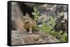 Pika bringing vegetation to Hay pile, in Bridger National Forest, Wyoming, USA, July-Jeff Foott-Framed Stretched Canvas