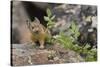 Pika bringing vegetation to Hay pile, in Bridger National Forest, Wyoming, USA, July-Jeff Foott-Stretched Canvas
