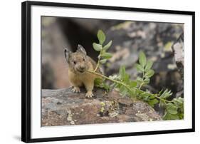 Pika bringing vegetation to Hay pile, in Bridger National Forest, Wyoming, USA, July-Jeff Foott-Framed Premium Photographic Print