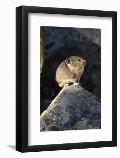 Pika (Ochotona Princeps) In Scree Rock Pile, Sheepeaters Cliff, Yellowstone National Park-Mary Mcdonald-Framed Photographic Print