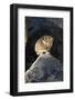 Pika (Ochotona Princeps) In Scree Rock Pile, Sheepeaters Cliff, Yellowstone National Park-Mary Mcdonald-Framed Photographic Print