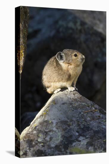 Pika (Ochotona Princeps) In Scree Rock Pile, Sheepeaters Cliff, Yellowstone National Park-Mary Mcdonald-Stretched Canvas