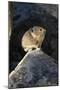 Pika (Ochotona Princeps) In Scree Rock Pile, Sheepeaters Cliff, Yellowstone National Park-Mary Mcdonald-Mounted Photographic Print