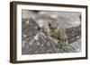 Pika, Ochotona princeps, Yellowstone National Park, Wyoming-Adam Jones-Framed Photographic Print