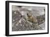 Pika, Ochotona princeps, Yellowstone National Park, Wyoming-Adam Jones-Framed Photographic Print