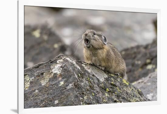 Pika, Ochotona princeps, Yellowstone National Park, Wyoming-Adam Jones-Framed Photographic Print