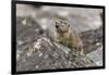 Pika, Ochotona princeps, Yellowstone National Park, Wyoming-Adam Jones-Framed Photographic Print