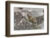 Pika, Ochotona princeps, Yellowstone National Park, Wyoming-Adam Jones-Framed Photographic Print