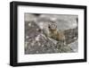 Pika, Ochotona princeps, Yellowstone National Park, Wyoming-Adam Jones-Framed Photographic Print