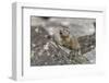 Pika, Ochotona princeps, Yellowstone National Park, Wyoming-Adam Jones-Framed Photographic Print