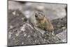 Pika, Ochotona princeps, Yellowstone National Park, Wyoming-Adam Jones-Mounted Photographic Print