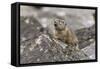 Pika, Ochotona princeps, Yellowstone National Park, Wyoming-Adam Jones-Framed Stretched Canvas