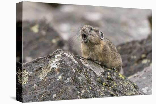 Pika, Ochotona princeps, Yellowstone National Park, Wyoming-Adam Jones-Stretched Canvas