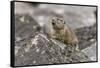 Pika, Ochotona princeps, Yellowstone National Park, Wyoming-Adam Jones-Framed Stretched Canvas