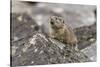 Pika, Ochotona princeps, Yellowstone National Park, Wyoming-Adam Jones-Stretched Canvas