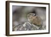 Pika, Ochotona princeps, Yellowstone National Park, Wyoming-Adam Jones-Framed Photographic Print