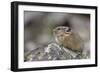 Pika, Ochotona princeps, Yellowstone National Park, Wyoming-Adam Jones-Framed Photographic Print