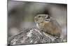 Pika, Ochotona princeps, Yellowstone National Park, Wyoming-Adam Jones-Mounted Photographic Print