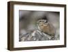 Pika, Ochotona princeps, Yellowstone National Park, Wyoming-Adam Jones-Framed Photographic Print