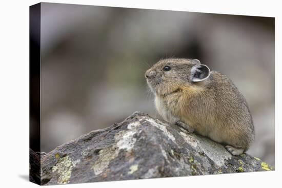 Pika, Ochotona princeps, Yellowstone National Park, Wyoming-Adam Jones-Stretched Canvas