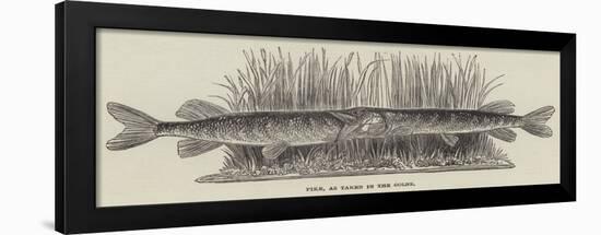 Pike, as Taken in the Colne-null-Framed Giclee Print