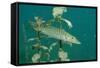 Pike (Esox Lucius), Bavaria, Germany, Europe.-Reinhard Dirscherl-Framed Stretched Canvas