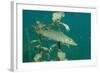 Pike (Esox Lucius), Bavaria, Germany, Europe.-Reinhard Dirscherl-Framed Photographic Print