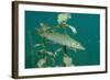 Pike (Esox Lucius), Bavaria, Germany, Europe.-Reinhard Dirscherl-Framed Photographic Print