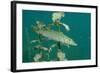 Pike (Esox Lucius), Bavaria, Germany, Europe.-Reinhard Dirscherl-Framed Photographic Print