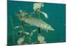 Pike (Esox Lucius), Bavaria, Germany, Europe.-Reinhard Dirscherl-Mounted Photographic Print