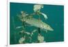 Pike (Esox Lucius), Bavaria, Germany, Europe.-Reinhard Dirscherl-Framed Photographic Print