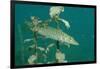 Pike (Esox Lucius), Bavaria, Germany, Europe.-Reinhard Dirscherl-Framed Photographic Print