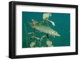 Pike (Esox Lucius), Bavaria, Germany, Europe.-Reinhard Dirscherl-Framed Photographic Print