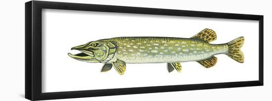 Pike (Esox Lucius), Fishes-Encyclopaedia Britannica-Framed Poster